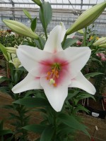 [4557 VH33 Buriano No02.JPG]